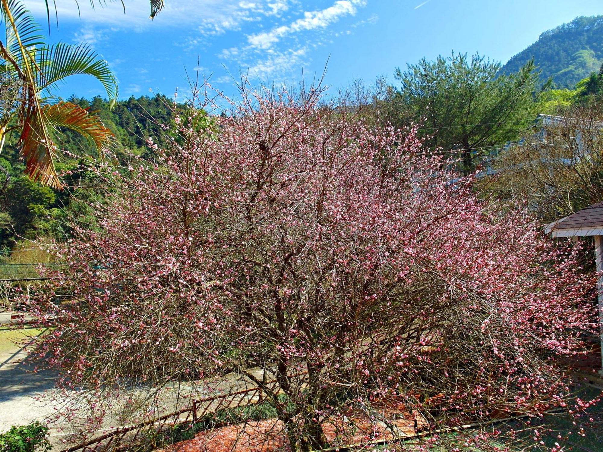 Li Jin Kuan Homestay Nanzhuang Dış mekan fotoğraf